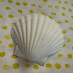 White Scallop Shell